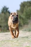 SHAR-PEI 271